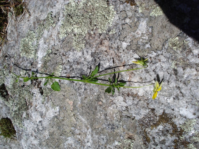 Viola tricolor/ Viola tricolore