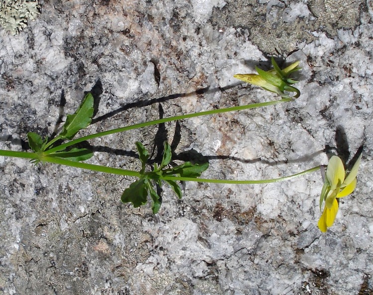 Viola tricolor/ Viola tricolore