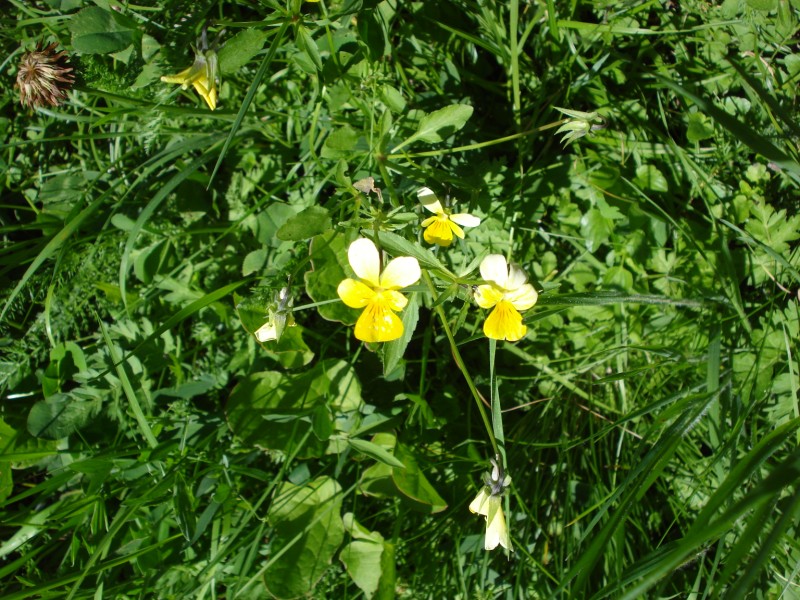 Viola tricolor/ Viola tricolore