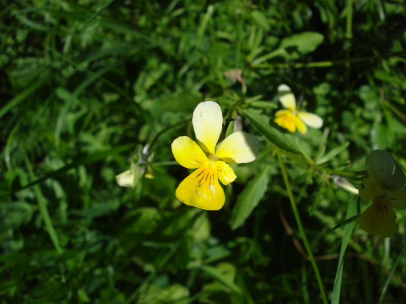 Viola tricolor/ Viola tricolore