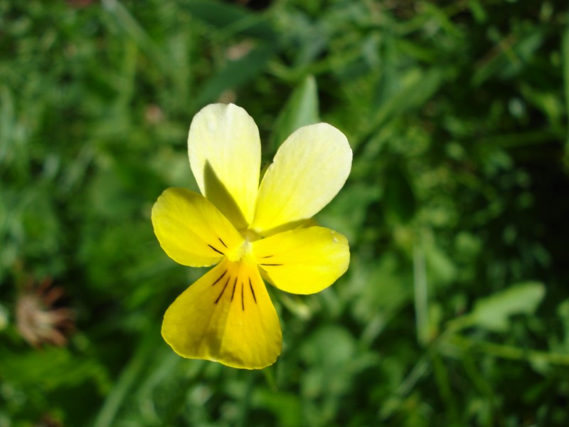 Viola tricolor/ Viola tricolore