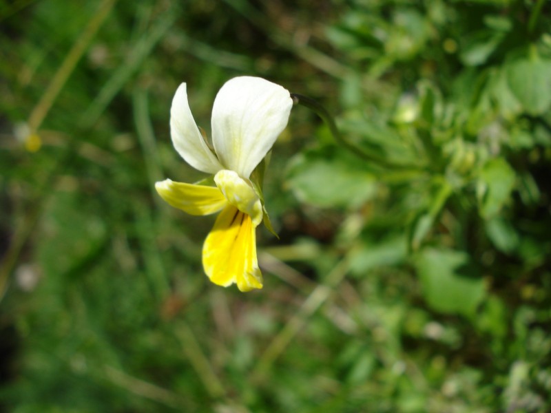 Viola tricolor/ Viola tricolore