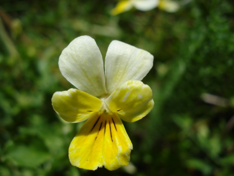 Viola tricolor/ Viola tricolore