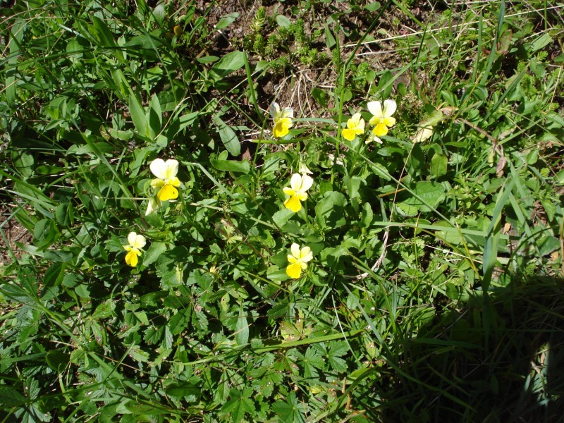 Viola tricolor/ Viola tricolore