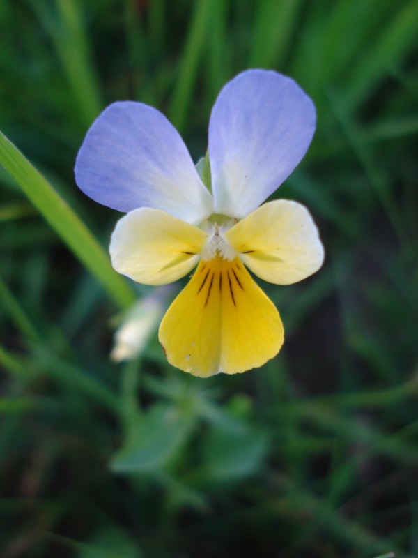 Viola tricolor/ Viola tricolore