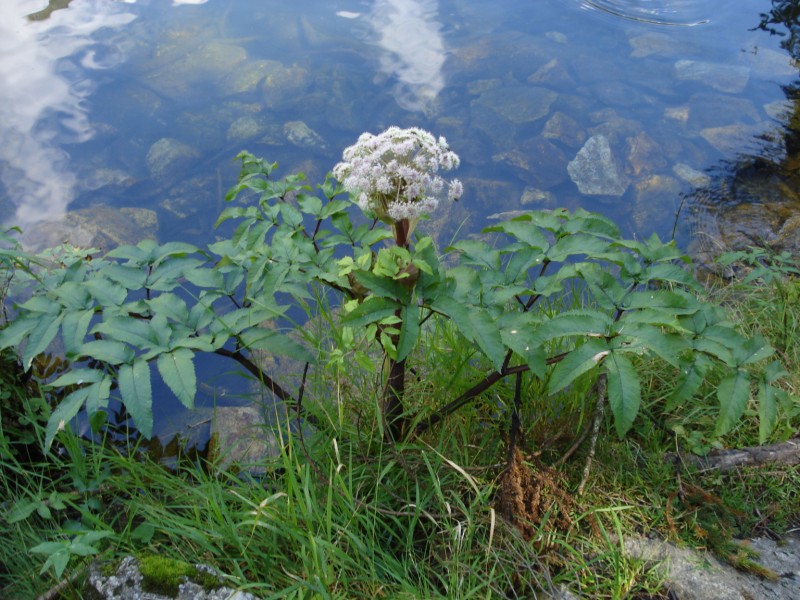 Angelica sylvestris / Angelica selvatica