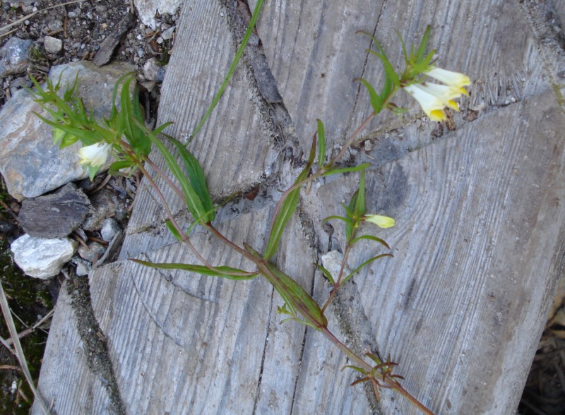 Melampyrum pratense