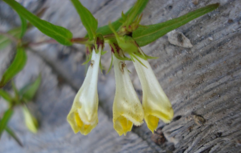 Melampyrum pratense