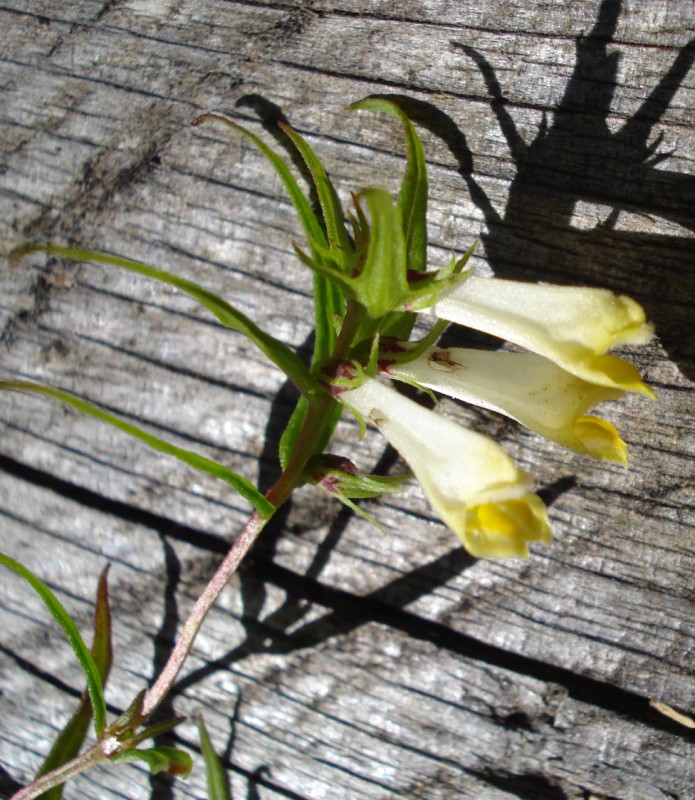 Melampyrum pratense