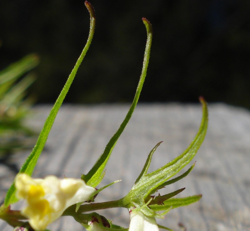 Melampyrum pratense