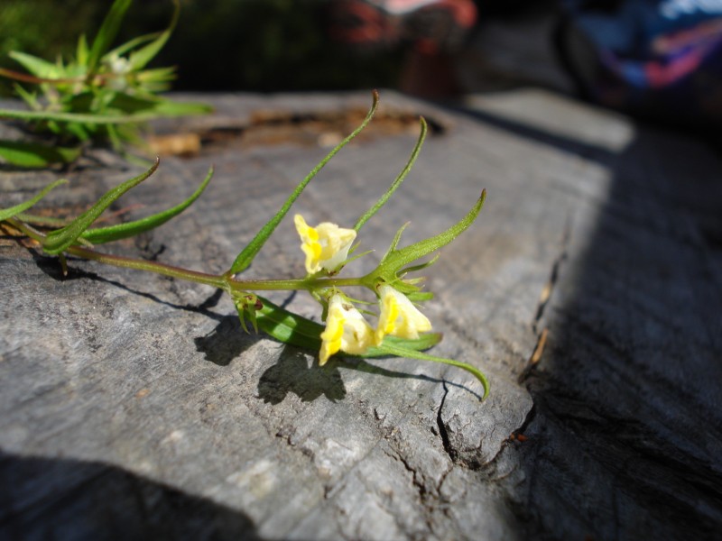 Melampyrum pratense