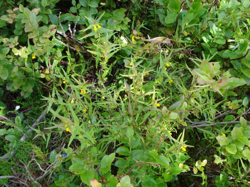 Melampyrum pratense