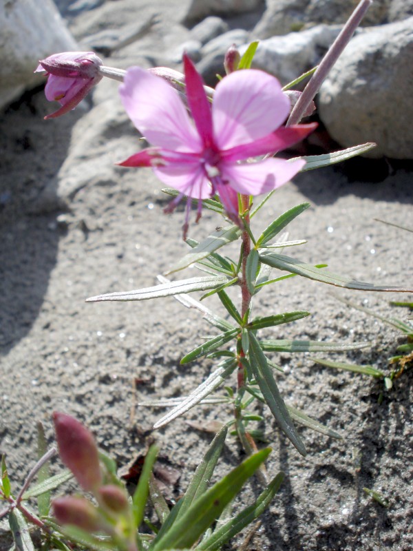 Chamaenerion fleischeri (ex Epilobium fleischeri)