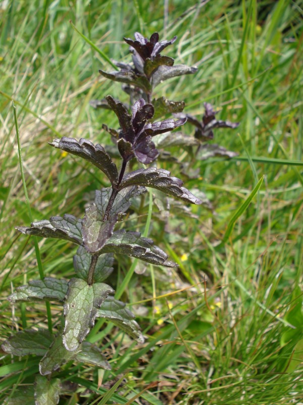 Bartsia alpina