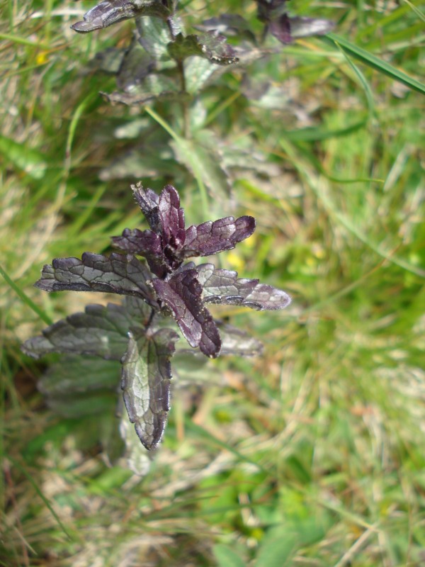 Bartsia alpina