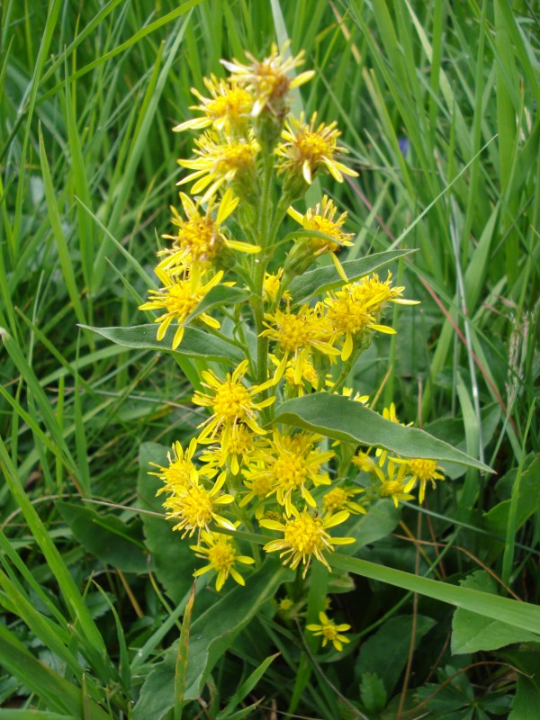 Solidago virgaurea