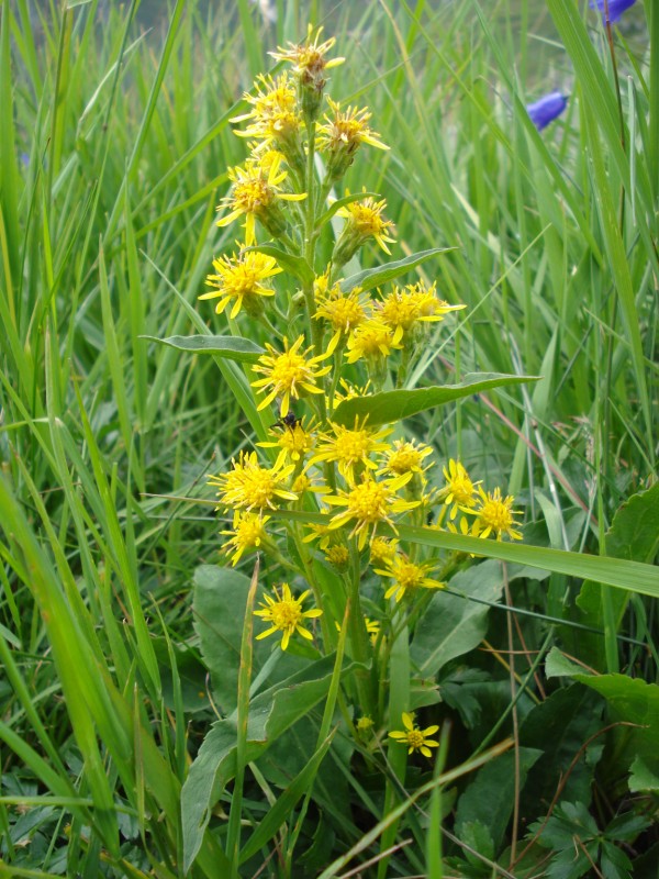 Solidago virgaurea