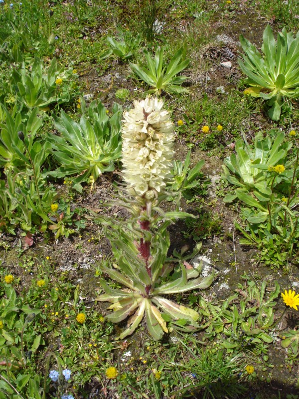 Campanula thyrsoides / Campanula gialla