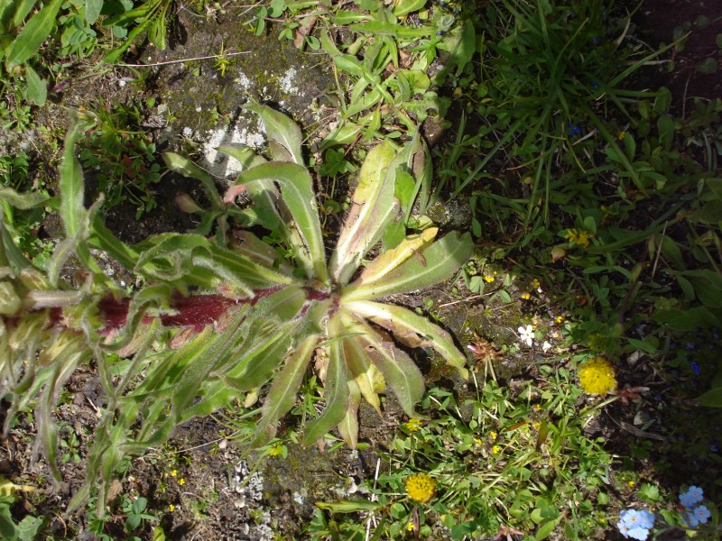 Campanula thyrsoides / Campanula gialla