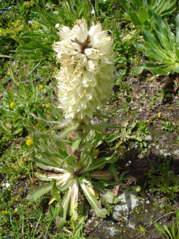 Campanula thyrsoides / Campanula gialla