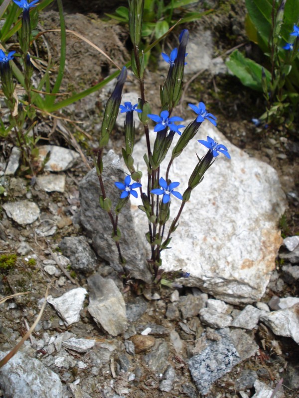 Gentiana nivalis  / Genziana nivale