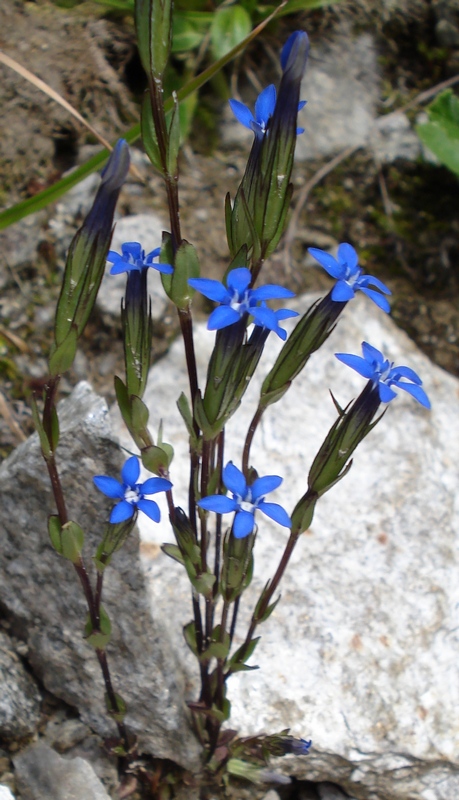 Gentiana nivalis  / Genziana nivale