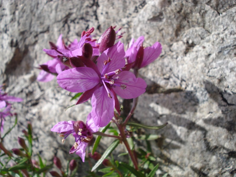 Chamaenerion fleischeri (ex Epilobium fleischeri)