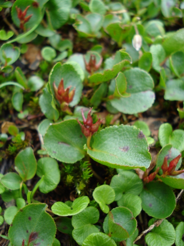 Salix herbacea?