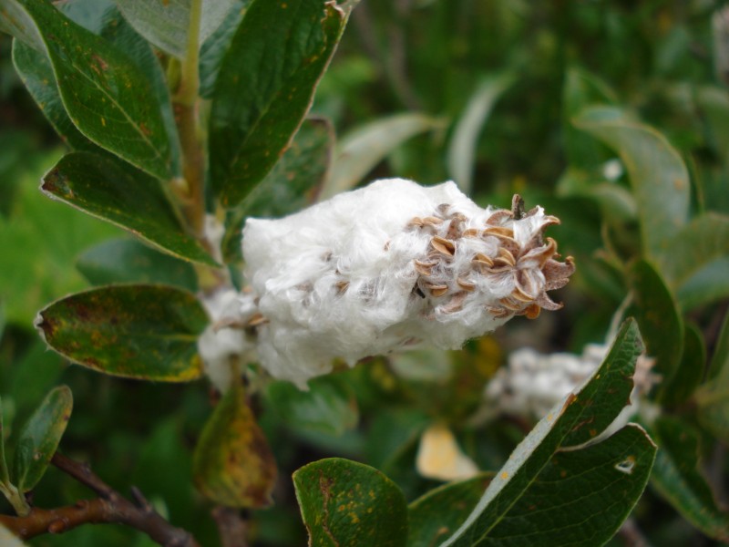 Salix da determinare