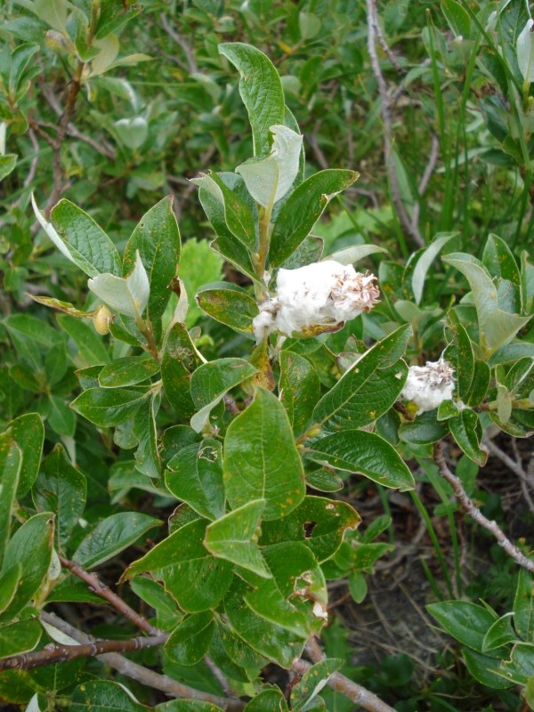 Salix da determinare