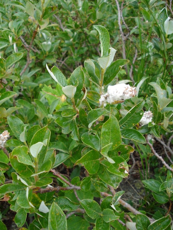 Salix da determinare