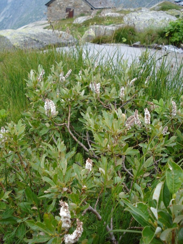 Salix da determinare