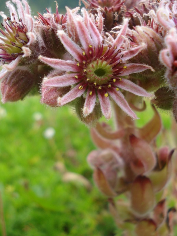 Sempervivum tectorum / Semprevivo dei tetti