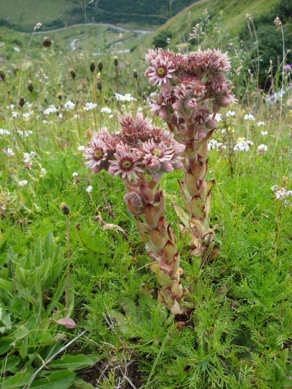 Sempervivum tectorum / Semprevivo dei tetti