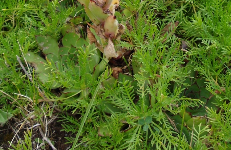 Sempervivum tectorum / Semprevivo dei tetti