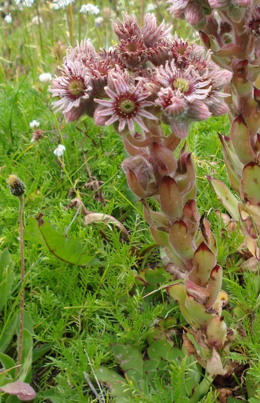 Sempervivum tectorum / Semprevivo dei tetti