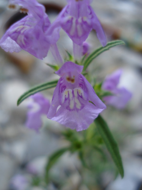 Galeopsis angustifolia / Canapetta a foglie strette