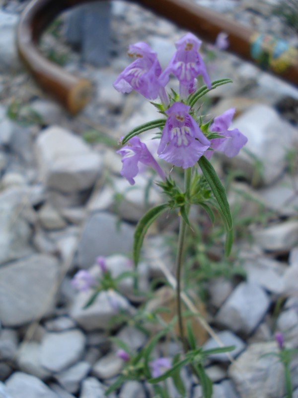 Galeopsis angustifolia / Canapetta a foglie strette