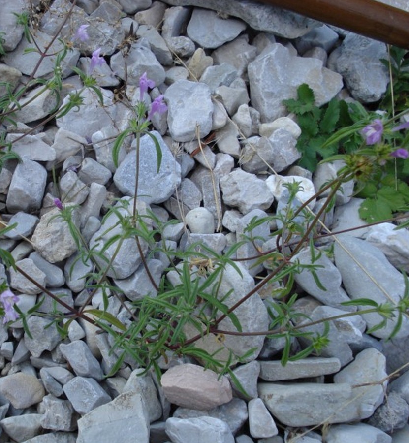 Galeopsis angustifolia / Canapetta a foglie strette