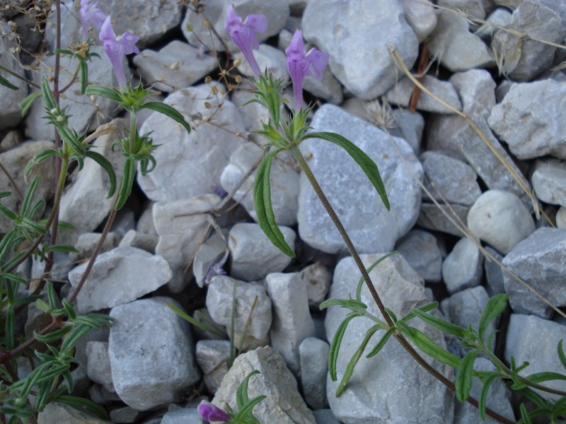 Galeopsis angustifolia / Canapetta a foglie strette