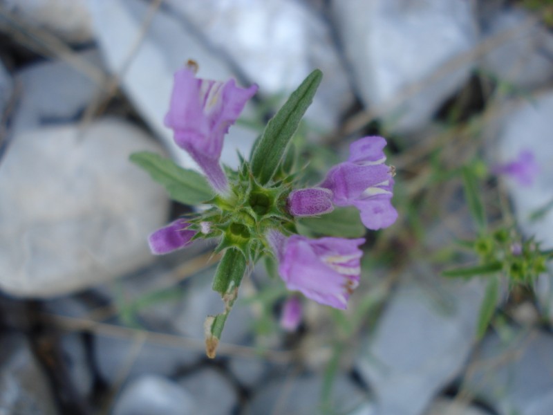 Galeopsis angustifolia / Canapetta a foglie strette