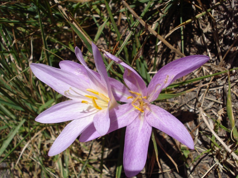 Colchicum lusitanum / Colchico portoghese