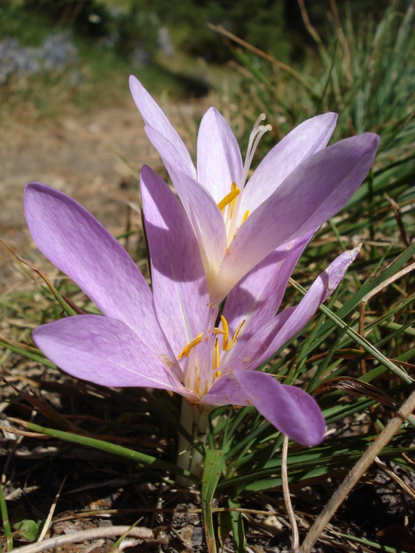 Colchicum lusitanum / Colchico portoghese