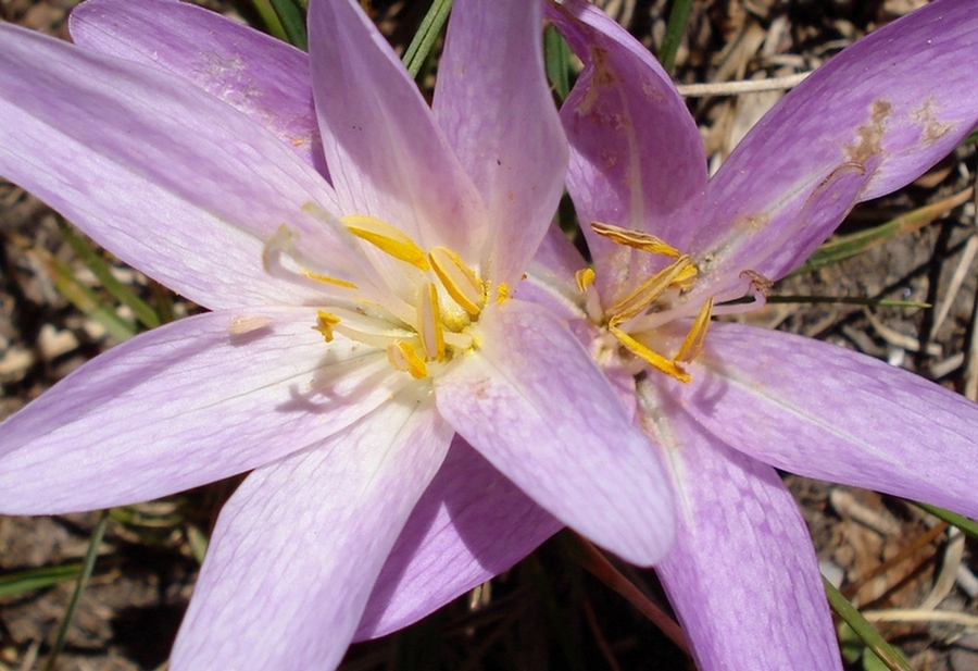 Colchicum lusitanum / Colchico portoghese