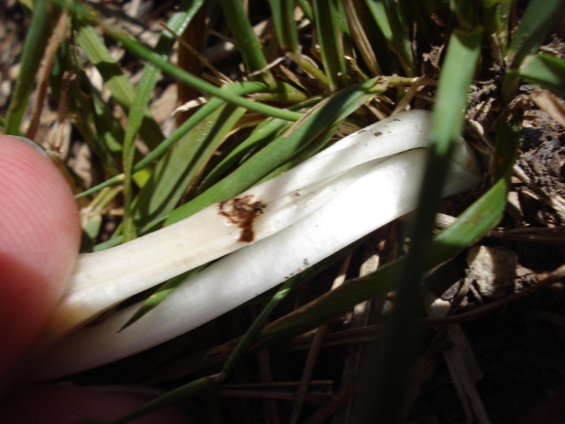 Colchicum lusitanum / Colchico portoghese