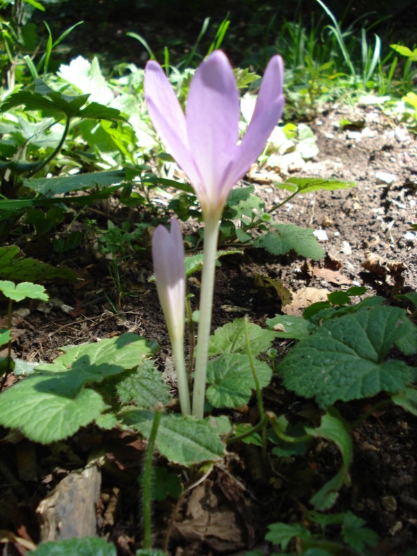 Colchicum lusitanum / Colchico portoghese