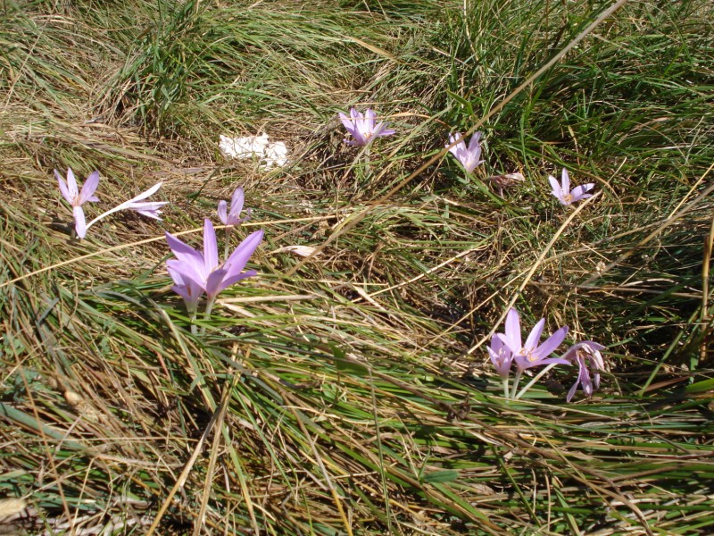 Colchicum lusitanum / Colchico portoghese