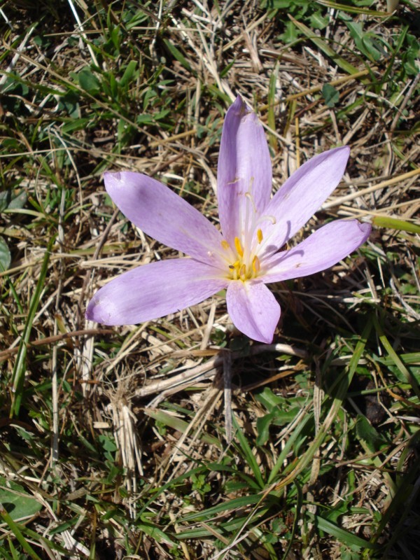 Colchicum lusitanum / Colchico portoghese