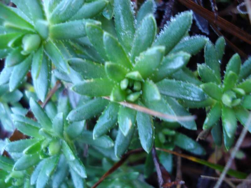 Saxifraga aizoides