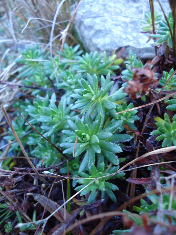 Saxifraga aizoides